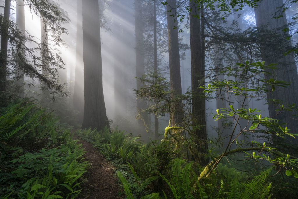 Northern California Redwoods and Parks - ROAD TRIP USA